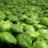 Bazalka pravá - Ocimum basilicum