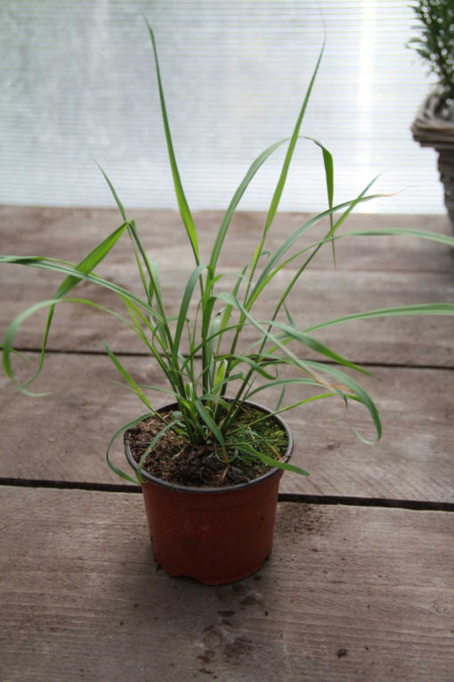 Citronová tráva (lemon grass)