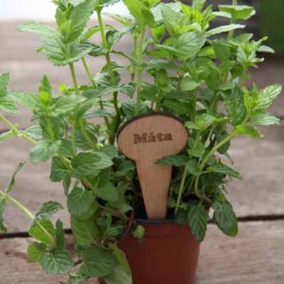 Máta - Mentha