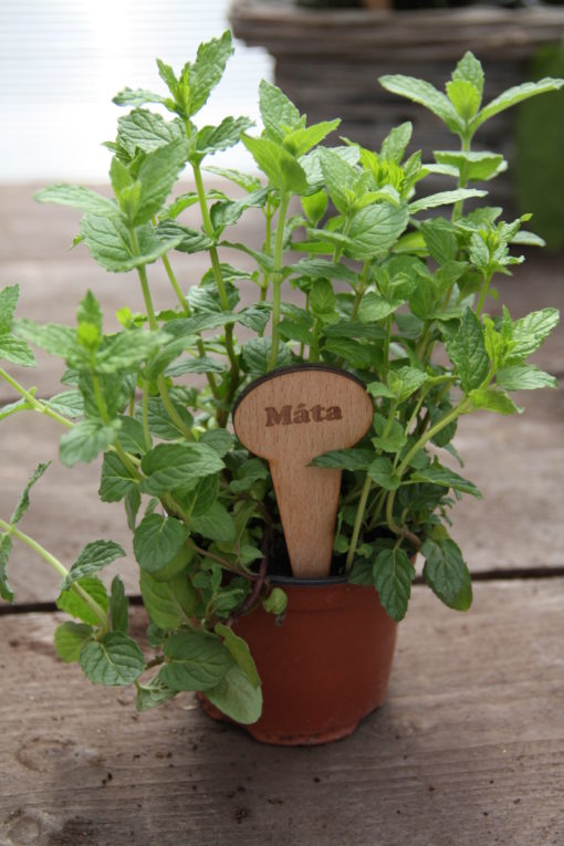 Máta - Mentha
