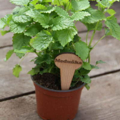 Meduňka lékařská - Melissa officinalis