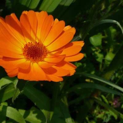 Měsíček lékařský - Calendula officinalis