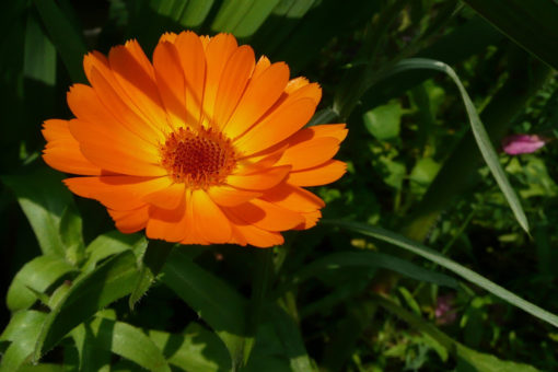 Měsíček lékařský - Calendula officinalis