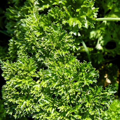 Petržel kadeřavá - Petroselinum crispum