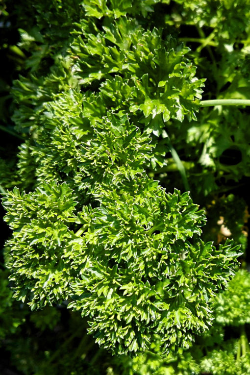 Petržel kadeřavá - Petroselinum crispum